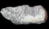 Pennsylvanian Aged Red Agatized Horn Coral - Utah #46721-1